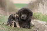 DOGUE DU TIBET 387